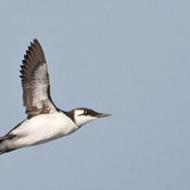 Common Murre